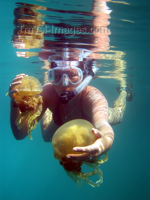 palau30: Mecherchar island, Rock Islands / Chelbacheb, Koror state, Palau: snorkler holding two jellyfish - Jellyfish lake - Ongeim'l Tketau - underwater image - photo by B.Cain - (c) Travel-Images.com - Stock Photography agency - Image Bank