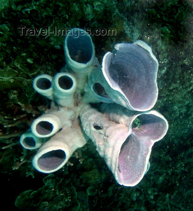 palau32: Palau: tube sponges - underwater image - photo by B.Cain - (c) Travel-Images.com - Stock Photography agency - Image Bank
