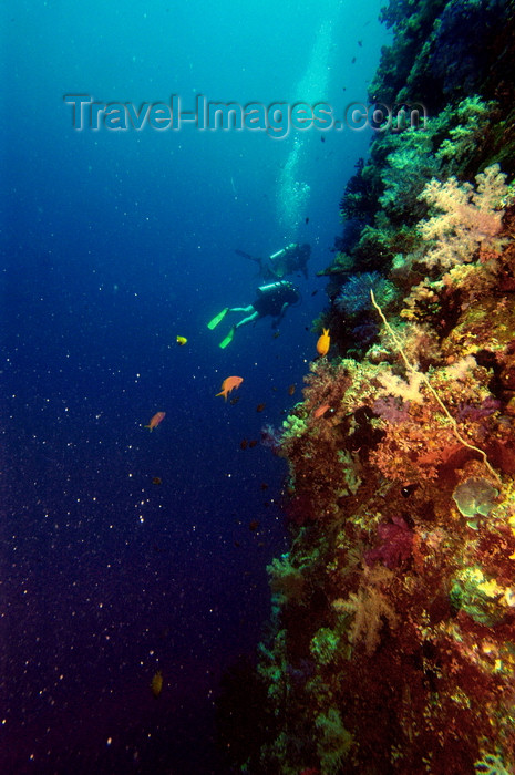 palau33: Palau: wall diving - underwater image - photo by B.Cain - (c) Travel-Images.com - Stock Photography agency - Image Bank