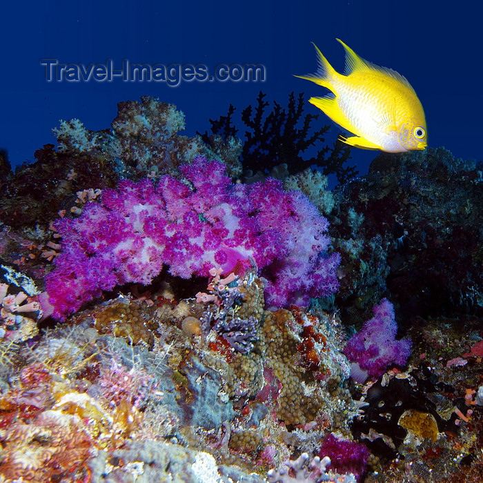 palau37: Palau: yellow damsel - fish over the coral - underwater image - photo by B.Cain - (c) Travel-Images.com - Stock Photography agency - Image Bank