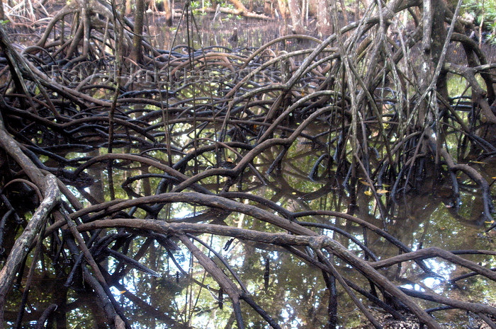 palau4: Carp / Ngercheu Island, Koror state, Palau: dense mangroves - photo by B.Cain - (c) Travel-Images.com - Stock Photography agency - Image Bank