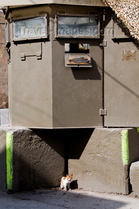 palest26: Hebron, West Bank, Palestine: Israeli armoured checkpoint with kitten - photo by J.Pemberton - (c) Travel-Images.com - Stock Photography agency - Image Bank