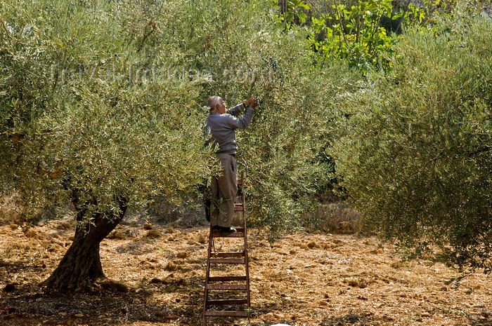 palest41: Bet Jala, West Bank, Palestine: man picking olives using a step ladder - photo by J.Pemberton - (c) Travel-Images.com - Stock Photography agency - Image Bank