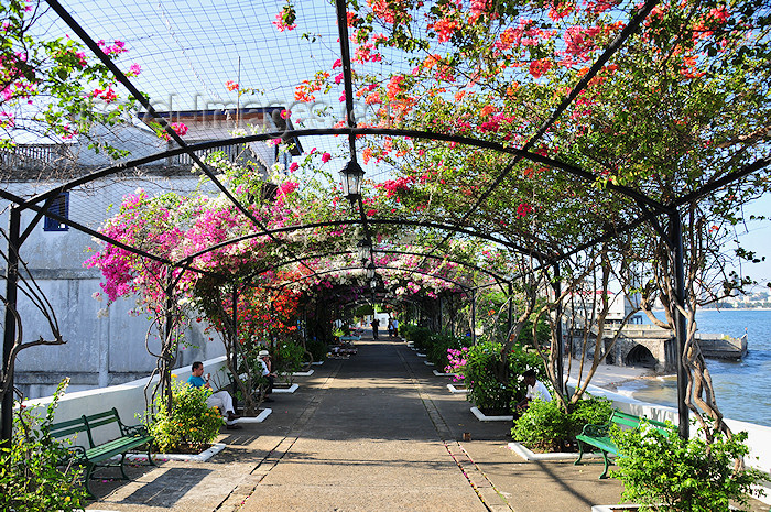 panama113: Panama City / Ciudad e Panamá: Paseo de las Bovedas aka Paseo Estaban Huertas - bougainvillea-adorned trestle, over Club Union and the waterfront - Casco Viejo - UNESCO world heritage - photo by M.Torres - (c) Travel-Images.com - Stock Photography agency - Image Bank