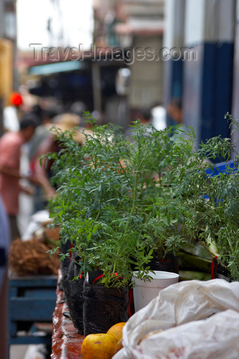 panama148: Panama City: Ruda (ruta graveolens) on a street market in Panama - used in folk remedies and religious symbolic rituals - photo by H.Olarte - (c) Travel-Images.com - Stock Photography agency - Image Bank