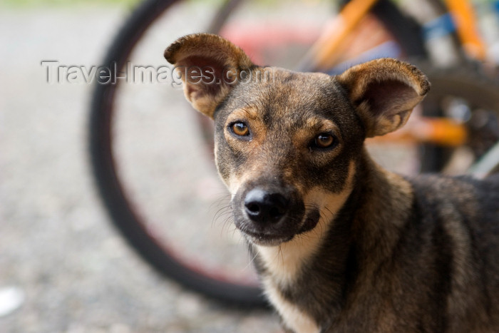 panama165: Panama - Bocas del Toro - Panamanian Mutt - photo by H.Olarte - (c) Travel-Images.com - Stock Photography agency - Image Bank