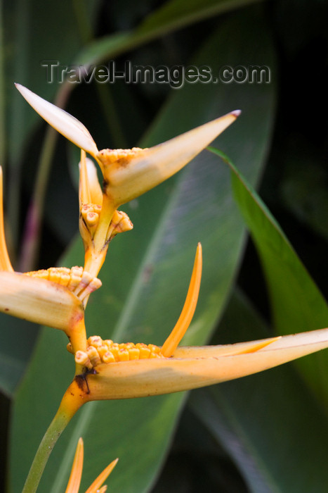 panama166: Panama - Bocas del Toro - Tropical jungle flower - photo by H.Olarte - (c) Travel-Images.com - Stock Photography agency - Image Bank