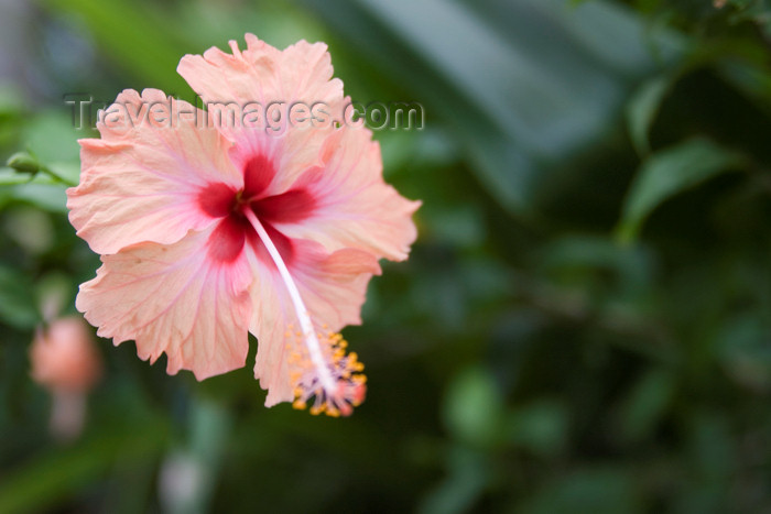 panama168: Panama - Bocas del Toro - Pink hibiscus - photo by H.Olarte - (c) Travel-Images.com - Stock Photography agency - Image Bank