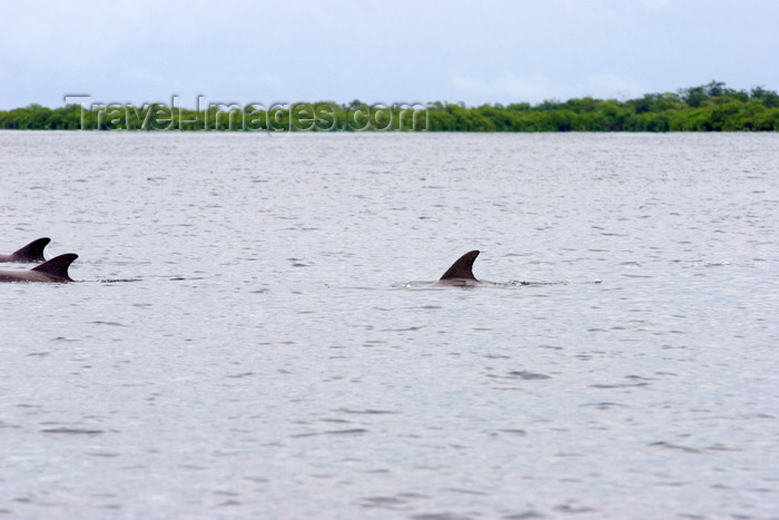 panama175: Panama - Bocas del Toro - Dolphins in the Caribbean Sea - photo by H.Olarte - (c) Travel-Images.com - Stock Photography agency - Image Bank