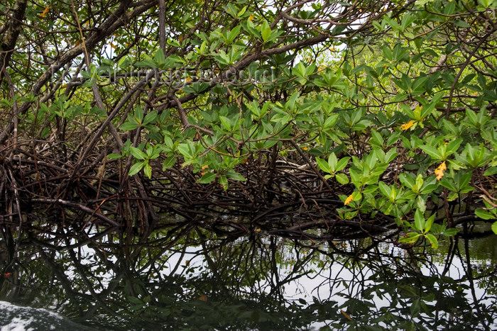 panama178: Panama - Bocas del Toro - Mangroove - detail - photo by H.Olarte - (c) Travel-Images.com - Stock Photography agency - Image Bank