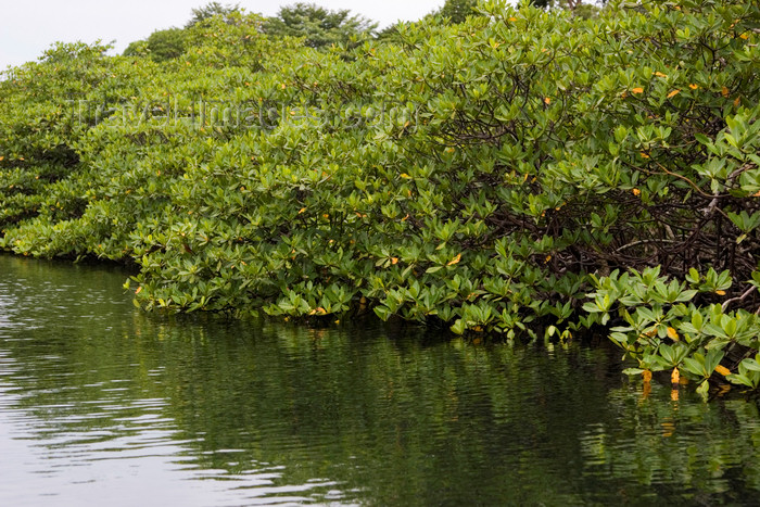 panama179: Panama - Bocas del Toro - Mangroove - photo by H.Olarte - (c) Travel-Images.com - Stock Photography agency - Image Bank