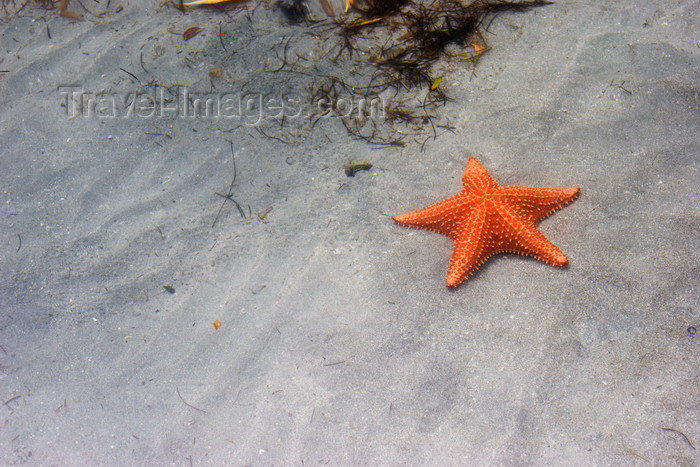 panama191: Panama - Bocas del Toro - Starfish on the beach - photo by H.Olarte - (c) Travel-Images.com - Stock Photography agency - Image Bank