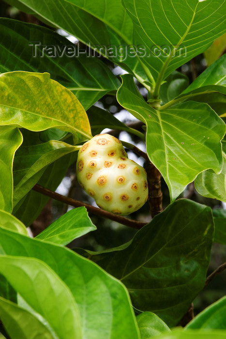 panama193: Panama - Bocas del Toro - Noni (Morinda citrifolia) - commonly known as Great morinda, Indian mulberry, Beach mulberry, Tahitian Noni - photo by H.Olarte - (c) Travel-Images.com - Stock Photography agency - Image Bank