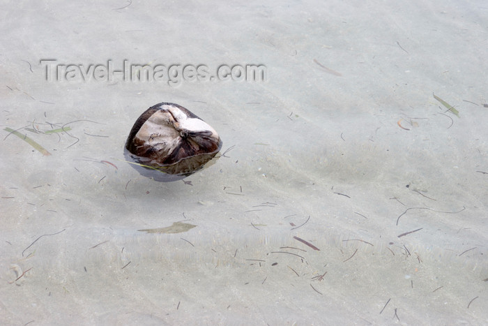 panama194: Panama - Bocas del Toro - coconut in the water, floatsam - photo by H.Olarte - (c) Travel-Images.com - Stock Photography agency - Image Bank