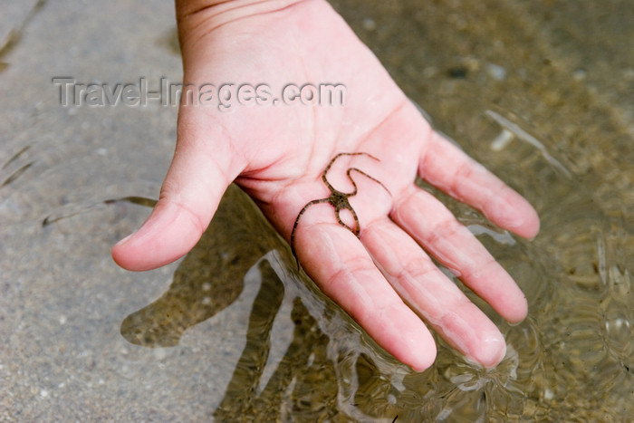 panama195: Panama - Bocas del Toro - woman's hand holding a small starfish - photo by H.Olarte - (c) Travel-Images.com - Stock Photography agency - Image Bank