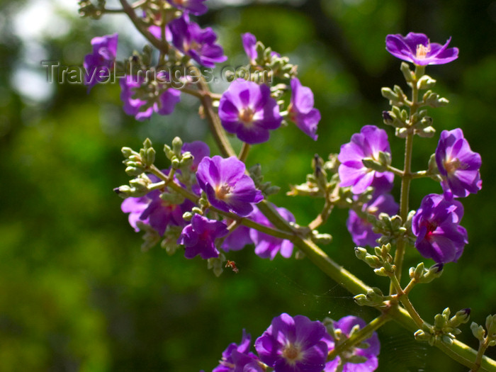 panama210: Panama - El Valle de Anton mountain range - Tropical Flower - magenta - photo by H.Olarte - (c) Travel-Images.com - Stock Photography agency - Image Bank