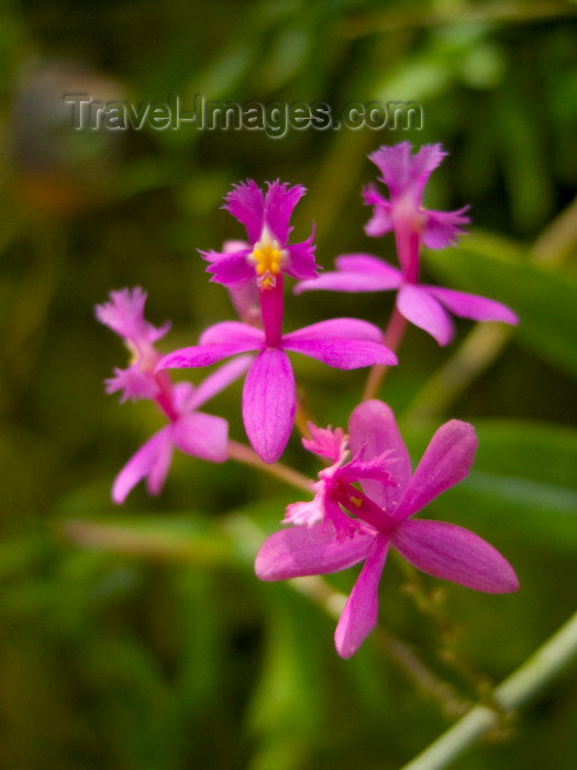 panama211: Panama - El Valle de Anton mountain range - Tropical Flower - orchid shape - photo by H.Olarte - (c) Travel-Images.com - Stock Photography agency - Image Bank