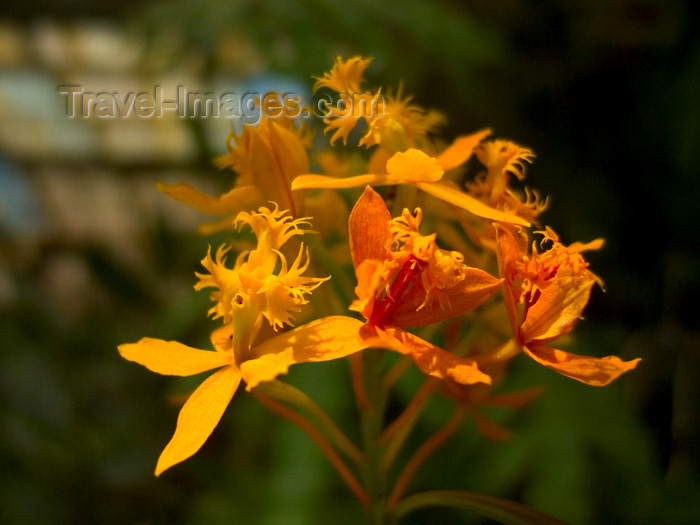 panama212: Panama - El Valle de Anton mountain range - Tropical Flower - orange - photo by H.Olarte - (c) Travel-Images.com - Stock Photography agency - Image Bank