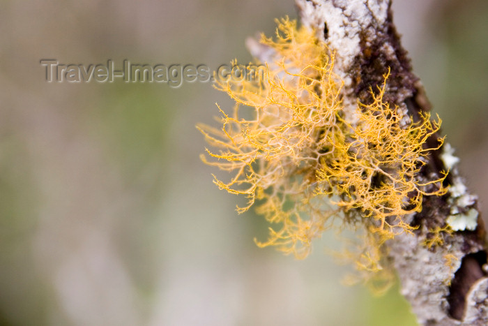 panama215: Panama - Cerro Azul: Yellow Lichen - photo by H.Olarte - (c) Travel-Images.com - Stock Photography agency - Image Bank