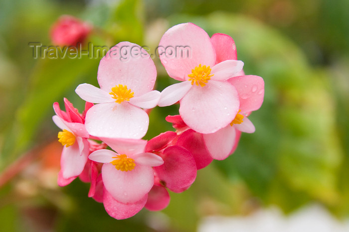 panama216: Panama - Cerro Azul: Begonia flowers - photo by H.Olarte - (c) Travel-Images.com - Stock Photography agency - Image Bank