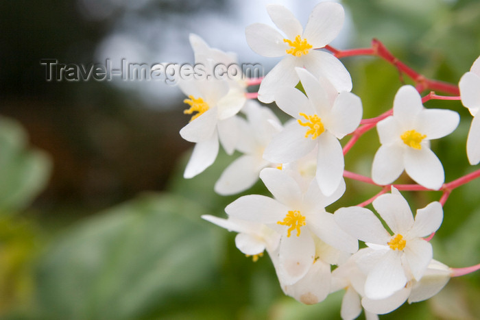 panama217: Panama - Cerro Azul: Begonia flowers - photo by H.Olarte - (c) Travel-Images.com - Stock Photography agency - Image Bank