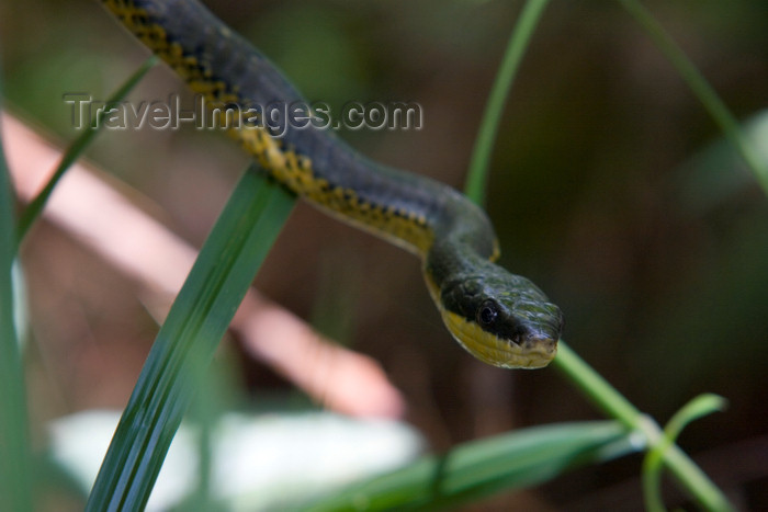 panama218: Panama - Cerro Azul: Green-Yellow Tropical snake - photo by H.Olarte - (c) Travel-Images.com - Stock Photography agency - Image Bank
