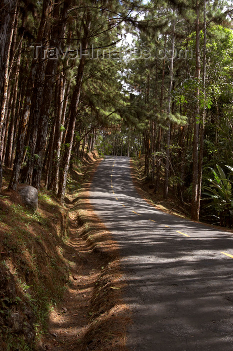 panama220: Cerro Azul, Panama province: mountain road with Caribbean pines - this area has a radically different climate from the one at Panama City - temperatures fall into the high teens (Celcius) - photo by H.Olarte - (c) Travel-Images.com - Stock Photography agency - Image Bank