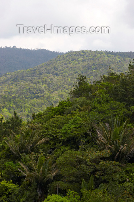 panama221: Panama - Cerro Azul: tropical rainforest - Corregimiento de 24 de Diciembre - photo by H.Olarte - (c) Travel-Images.com - Stock Photography agency - Image Bank