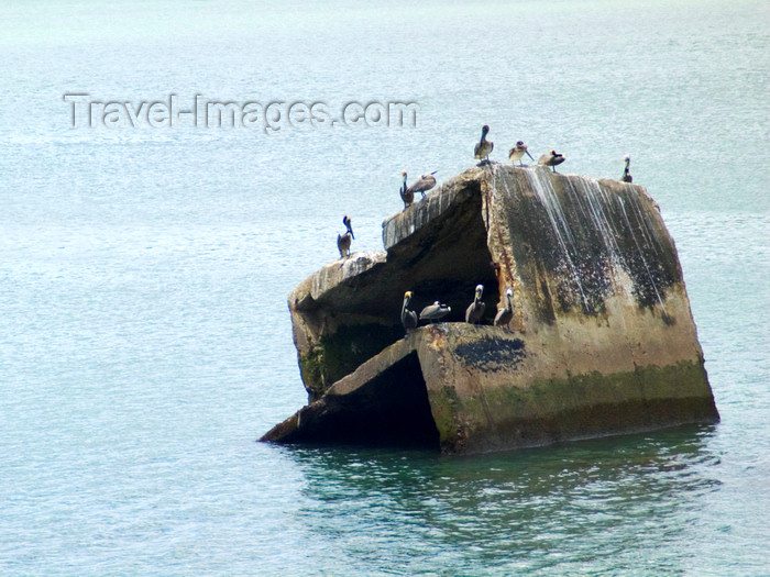 panama245: Panama Canal - Pelicans resting on an ruined pier - photo by H.Olarte - (c) Travel-Images.com - Stock Photography agency - Image Bank