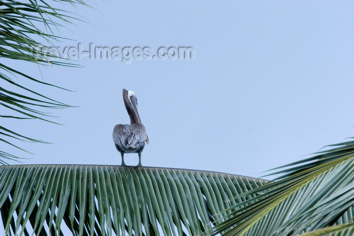 panama328: Pelican on a palm tree - Isla Grande, Colon, Panama, Central America - photo by H.Olarte - (c) Travel-Images.com - Stock Photography agency - Image Bank