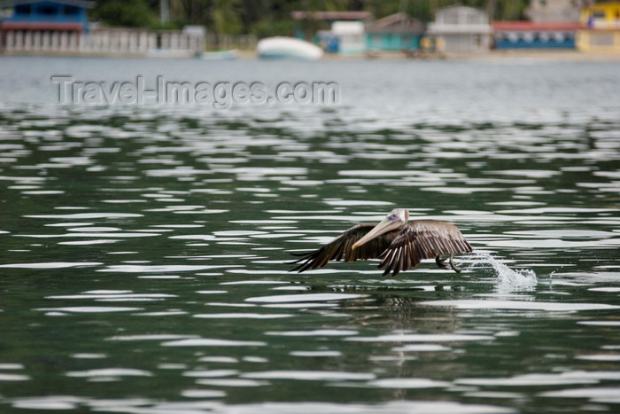 panama330: Pelican landing on the water - Isla Grande, Colon, Panama, Central America - photo by H.Olarte - (c) Travel-Images.com - Stock Photography agency - Image Bank