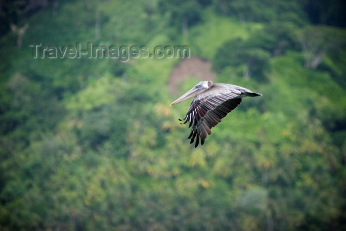 panama331: Pelican in flight - Isla Grande, Colon, Panama, Central America - photo by H.Olarte - (c) Travel-Images.com - Stock Photography agency - Image Bank