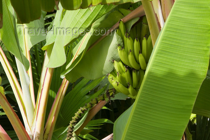 panama334: Banana tree - Isla Grande, Colon, Panama, Central America - photo by H.Olarte - (c) Travel-Images.com - Stock Photography agency - Image Bank