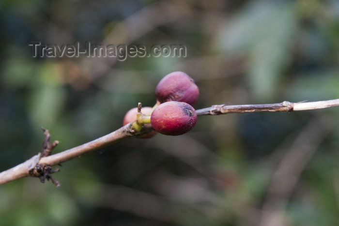 panama34: Boquete, Chiriquí Province, Panama: coffee plants with beans - photo by H.Olarte - (c) Travel-Images.com - Stock Photography agency - Image Bank