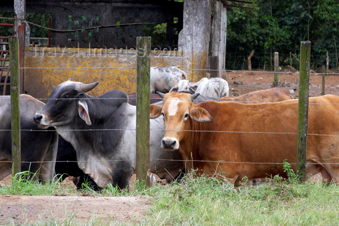 panama345: Panama province - Cebu cattle - Bos primigenius indicus - Zebus or humped cattle - photo by H.Olarte - (c) Travel-Images.com - Stock Photography agency - Image Bank
