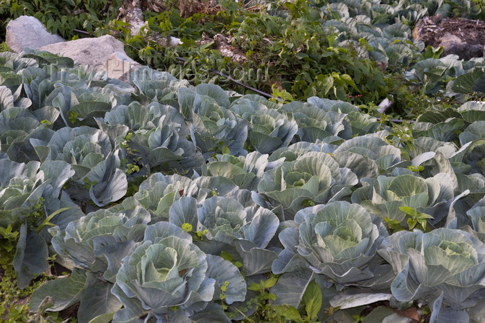 panama35: Boquete, Chiriquí Province, Panama: cabbage patch - photo by H.Olarte - (c) Travel-Images.com - Stock Photography agency - Image Bank