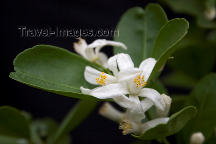 panama352: Panama province - Citrofortunella microcarpa flowers - photo by H.Olarte - (c) Travel-Images.com - Stock Photography agency - Image Bank