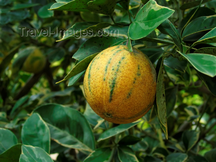panama354: Panama province - Coronado: Citrus Aurantiun - Bitter Orange - fruit - photo by H.Olarte - (c) Travel-Images.com - Stock Photography agency - Image Bank