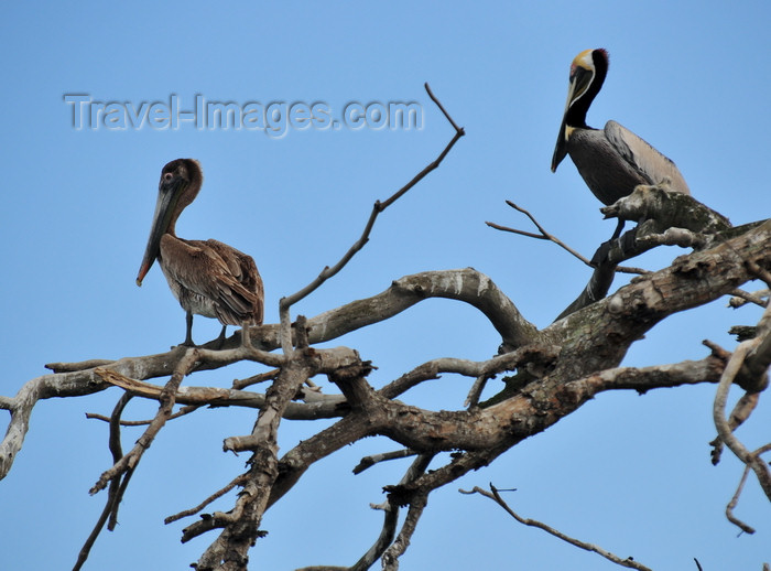 panama373: Panama City / Ciudad de Panamá: Amador causeway - pelicans on a tree - fauna - photo by M.Torres - (c) Travel-Images.com - Stock Photography agency - Image Bank