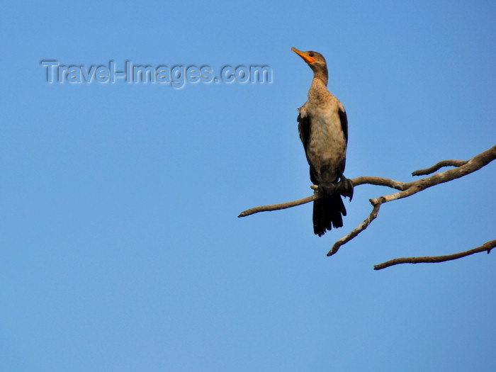 panama374: Panama City / Ciudad de Panamá: Amador causeway - cormorant on a tree - fauna - photo by M.Torres - (c) Travel-Images.com - Stock Photography agency - Image Bank