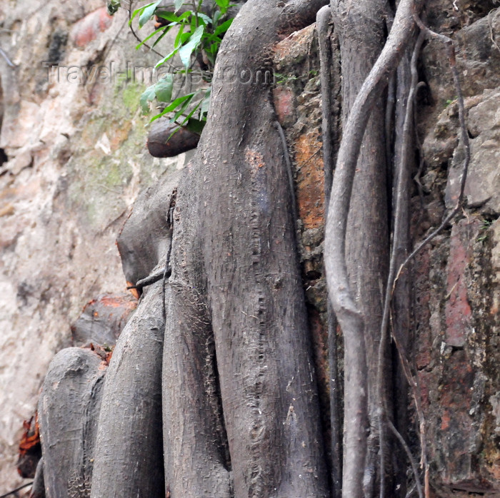 panama382: Panama City / Ciudad de Panamá: Casco Viejo - Banyan tree roots on the ruins of the Jesuit Convent - Ruinas del Antiguo Convento de la Compañía de Jesús - ficus - photo by M.Torres - (c) Travel-Images.com - Stock Photography agency - Image Bank