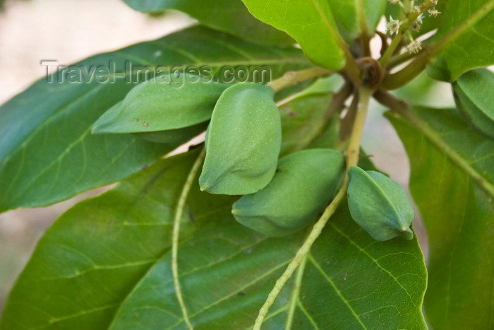 panama453: Panama City / Ciudad de Panama: tropical almond - Talisay tree - Terminalia catappa - almendro malabar - Amador causeway  - photo by H.Olarte - (c) Travel-Images.com - Stock Photography agency - Image Bank