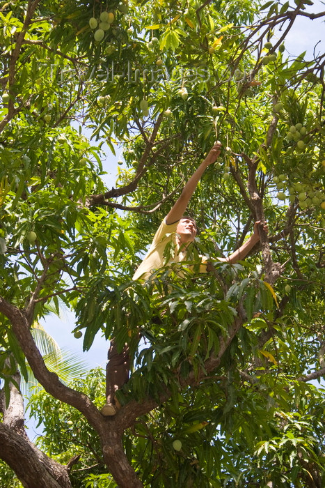 panama458: Panama City / Ciudad de Panama: man picking mangos from the tree - Amador Causeway  - photo by H.Olarte - (c) Travel-Images.com - Stock Photography agency - Image Bank