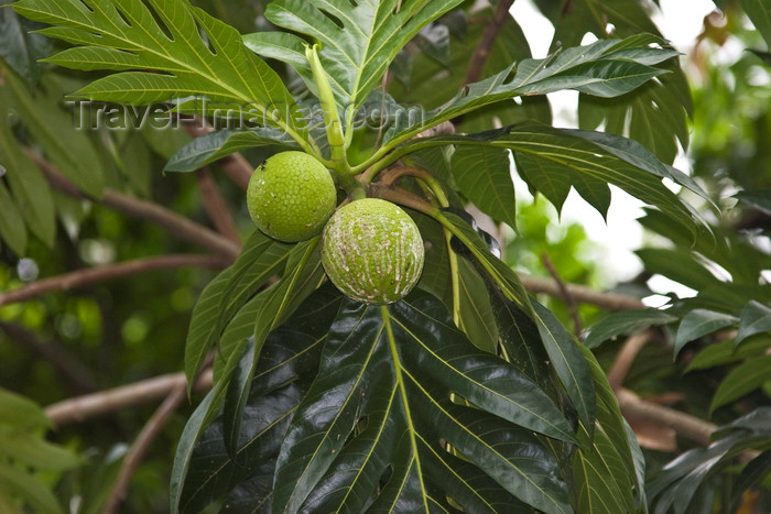 panama472: Panama City / Ciudad de Panama: breadfruit - Artocarpus altilis - árbol del pan  - photo by H.Olarte - (c) Travel-Images.com - Stock Photography agency - Image Bank