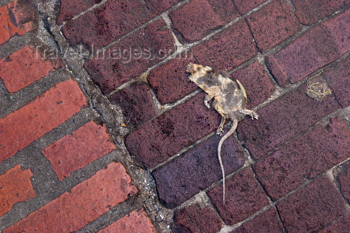panama502: Panama City / Ciudad de Panama: flattened rat - dead mouse on the curb - photo by H.Olarte - (c) Travel-Images.com - Stock Photography agency - Image Bank