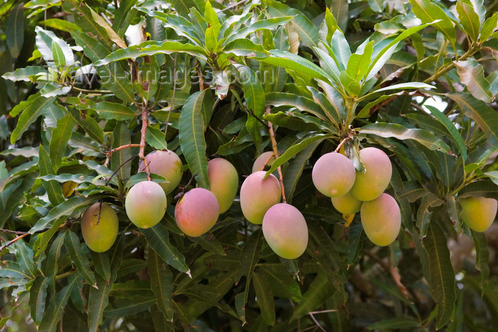 panama513: Capira, Panama province: mangos hanging from the tree - photo by H.Olarte - (c) Travel-Images.com - Stock Photography agency - Image Bank