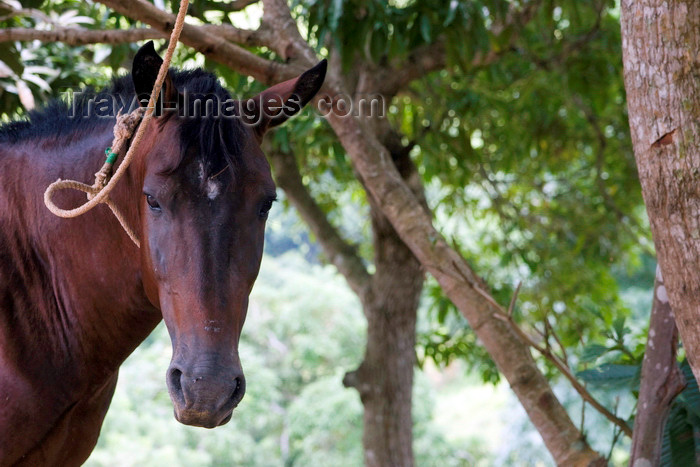 panama514: Capira, Panama province: horse tied to a tree - photo by H.Olarte - (c) Travel-Images.com - Stock Photography agency - Image Bank