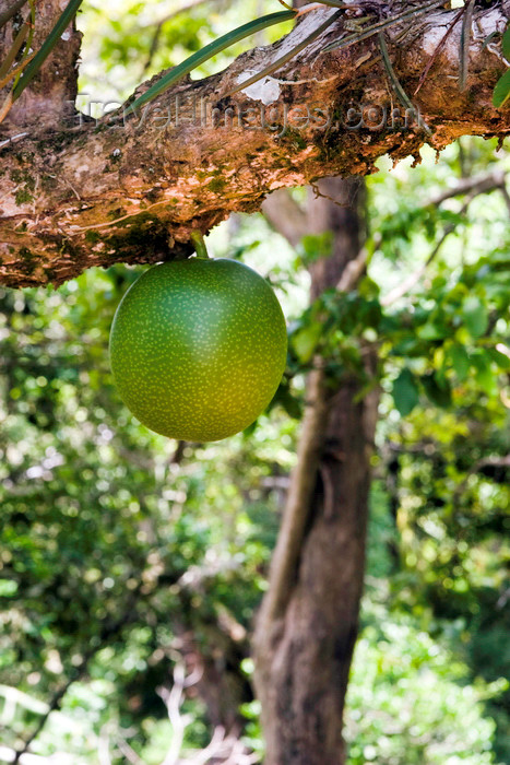 panama515: Capira, Panama province: fruit of a calabash tree - gourd tree - Crescentia cujete - photo by H.Olarte - (c) Travel-Images.com - Stock Photography agency - Image Bank