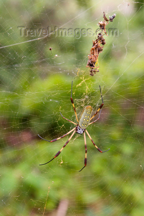 panama517: Capira, Panama province: Nephila golden silk orb-weaver - the name refers to the color of the silk and not the color of the spider - photo by H.Olarte - (c) Travel-Images.com - Stock Photography agency - Image Bank