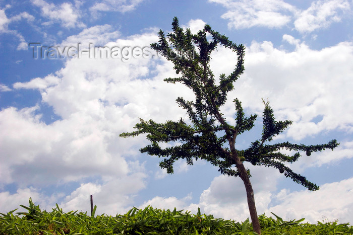 panama520: Capira, Panama province: calabash tree - Crescentia cujete - photo by H.Olarte - (c) Travel-Images.com - Stock Photography agency - Image Bank
